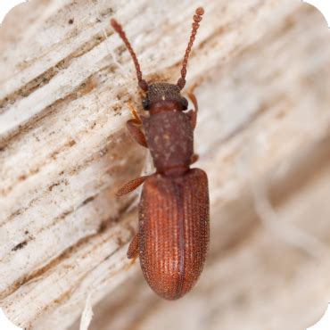 Sawtoothed Grain Beetle Control - Heat Wave Pest