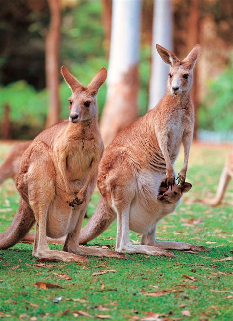 Toys 5 Australia Unique Animals Finger Puppets--Koala,Kangaroo,Platypus,Ostrich,Crocodile ...