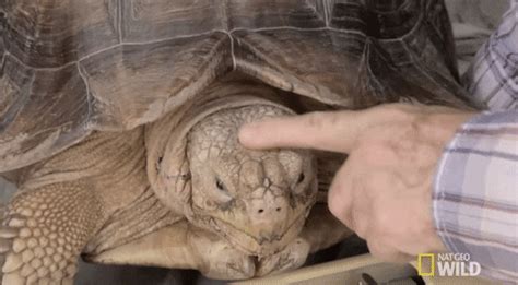 Awkward Turtle GIFs - Find & Share on GIPHY