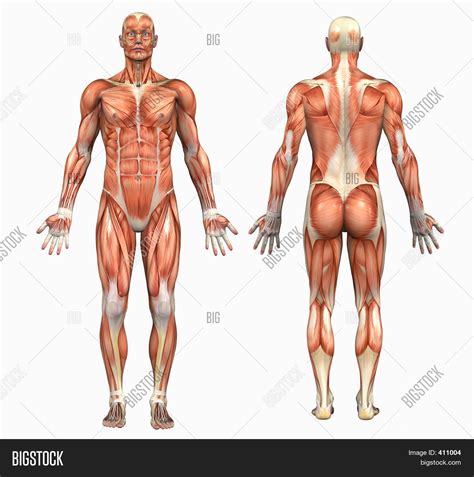 Human Anatomy - Male Image & Photo (Free Trial) | Bigstock