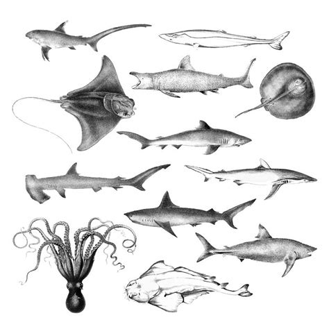 Shark Images | Free HD Backgrounds, PNGs, Vectors & Illustrations ...