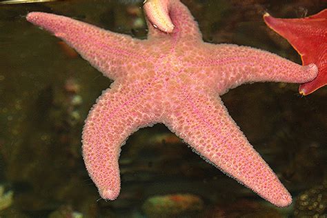 Pink Sea Star | TAXONOMY Kingdom: Animalia Phylum: Echinoder… | Flickr