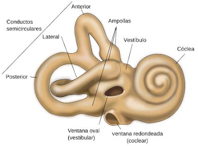 TICS Fonoaudiologia: Anatomía oído interno