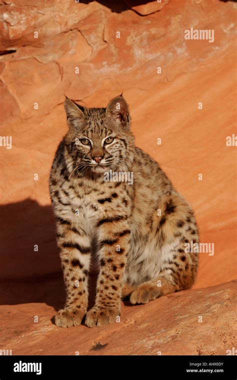 young bobcat in desert habitat, wildcat in red rocks of american west Stock Photo - Alamy
