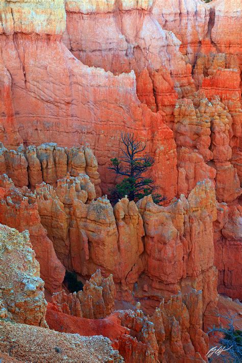 D255 Hoodoos in Bryce Canyon National Park, Utah | Randall J Hodges ...