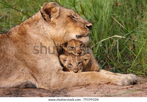 4,828 Lion Mother Cubs Images, Stock Photos & Vectors | Shutterstock