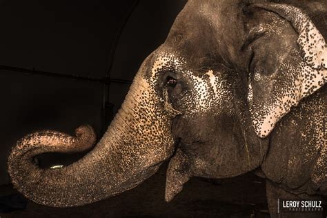 Featuring Lucy The Elephant | Asian Elephant | April 3, 2013 | Edmonton Valley Zoo, Edmonton ...