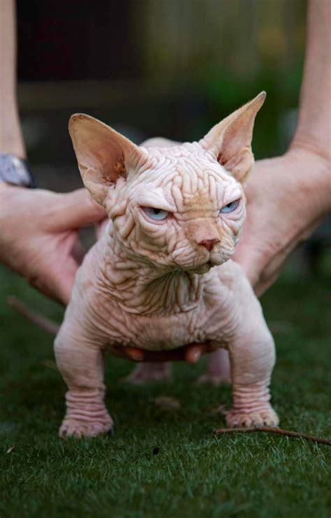 Don't Buy This Cat: New 'Bully Cat' Breed Raises Concerns For Animal Welfare Experts | World ...