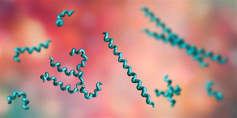 Treponema pallidum (Syphilis): symptoms | transferability | treatment