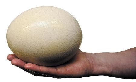 Ostrich Hatching Eggs for Sale- Buy Fertile Ostrich Hatching Eggs