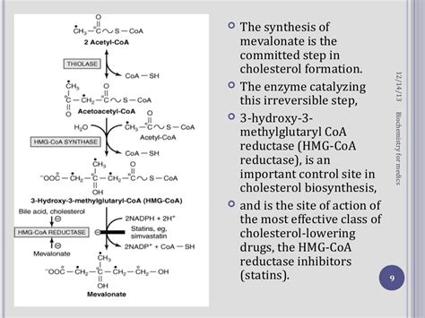 Cholesterol synthesis steps and regulation