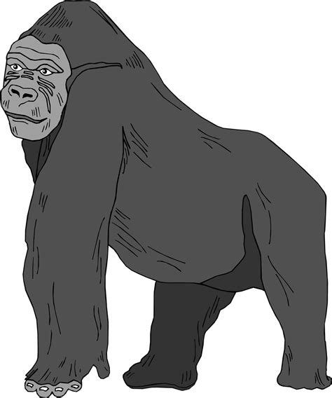 Gorilla Clipart Silverback Gorilla Silverback Transpa - vrogue.co