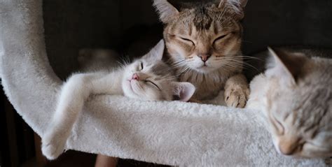 Healing Purrs: How Your Cat Can Help You Heal | KOKO BREATHE