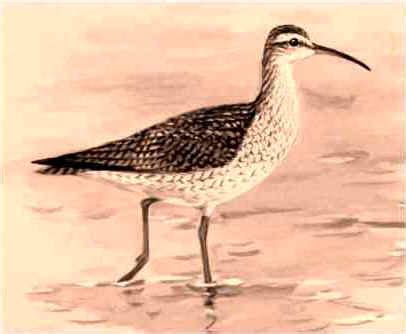 Eskimo Curlew (Numenius borealis) – Planet of Birds