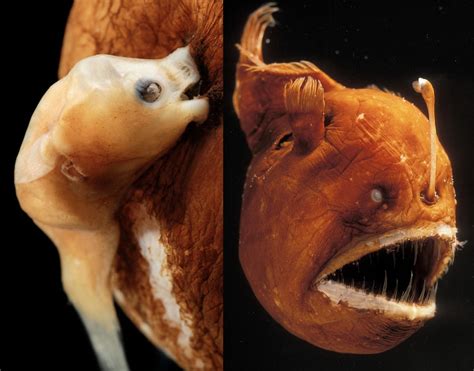 Male anglerfish (left) are only around 1 inch in length, which is significantly smaller than ...