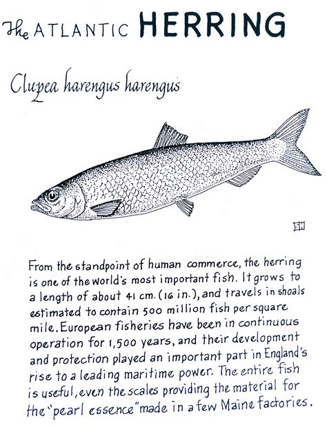 The Atlantic Herring (Clupea harengus harengus) | Biologie