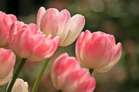 tulips, flowers, red, white, spring, aesthetics, aesthetic, blue, color, flora, background | Pikist