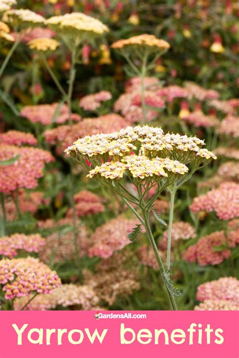 Yarrow Benefits and Uses - Proven and Traditional Ethnobotanical ...