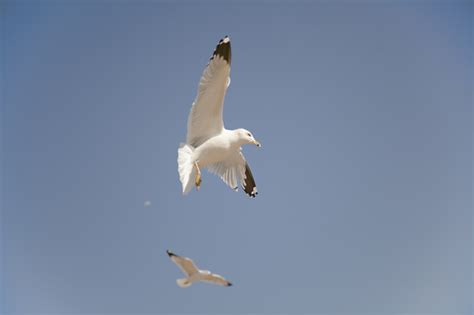 Birds of Carrollton!!! | Dallas, Texas Fine Art Newborn & Motherhood ...