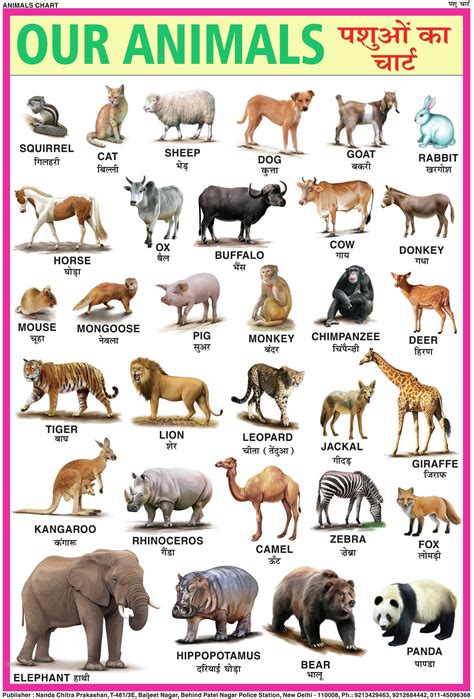 NcpANIMALS CHART FOR CHILDREN 28 INCH X 40 INCH Paper Print Price in India November, 2017 ...