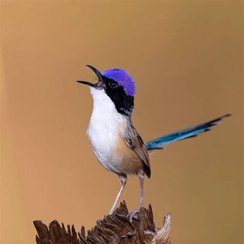 Purple-crowned Fairy wren : r/PicsOfUnusualBirds