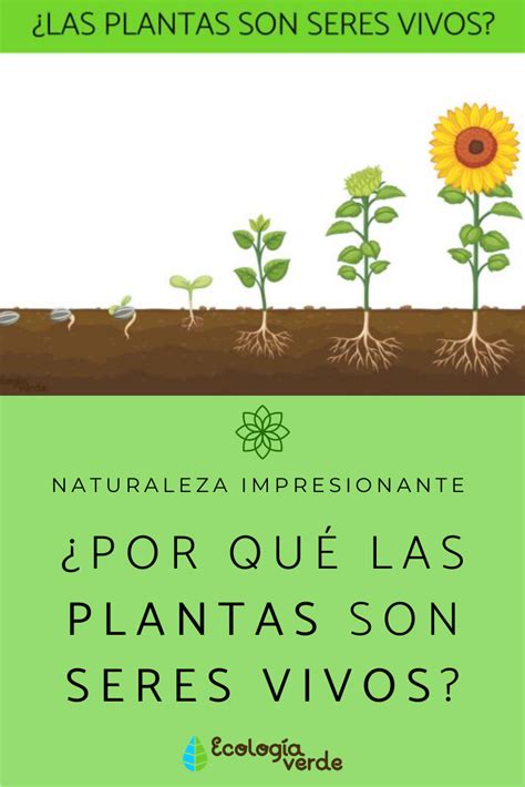 Por qué las PLANTAS son SERES VIVOS - ¡Resumen! | Plantas, Naturaleza impresionante, Naturaleza ...