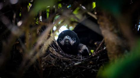 Elster Nest - Bilder und Stockfotos - iStock