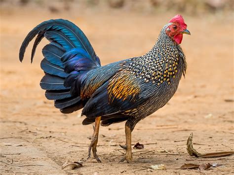 GREY JUNGLEFOWL - KnowAnimal.com