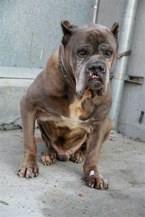 SAFE --- SUPER URGENT 12/2/13 Brooklyn Center MR.BOJANGLES - A0986313 MALE, GRAY, CANE CORSO MIX ...