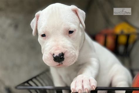 Sugar: Dogo Argentino puppy for sale near Fort Lauderdale, Florida ...