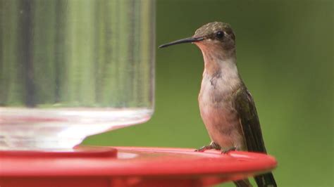 The Sounds of Hummingbirds - YouTube | Hummingbird, Hummigbird, Hummingbird migration