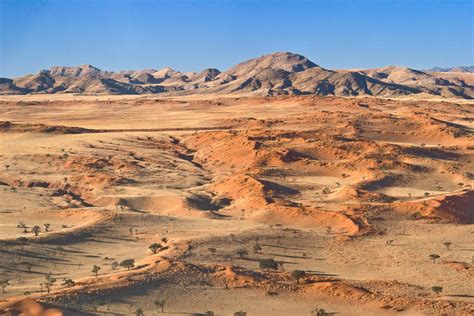 Bizarre Desert Plants of Namibia