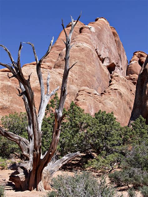Fotos gratis : paisaje, árbol, naturaleza, rock, desierto, Desierto ...