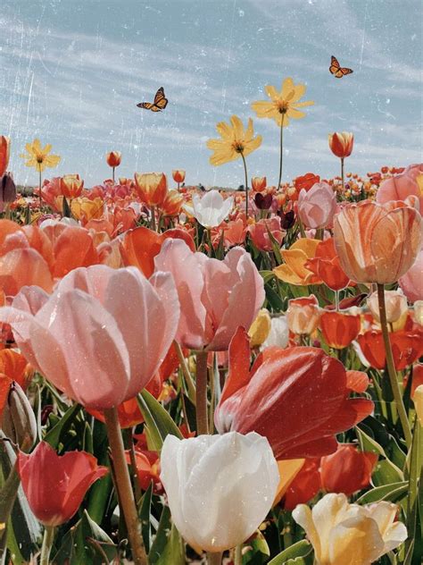 Wonderful Free Tulip aesthetic Popular Extensive reside the tulip ! Flower that brightly colored ...