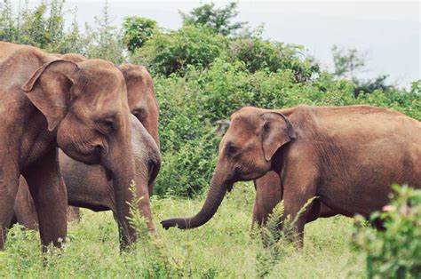 Udawalawe Wild Elephant - Grand Udawalawe Safari Resort