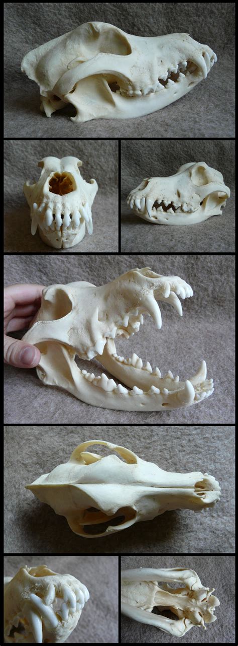 Plott Hound Skull by CabinetCuriosities on DeviantArt