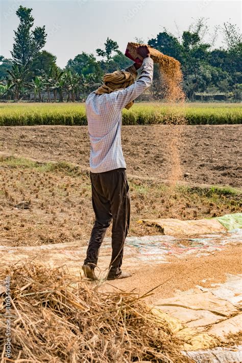 Vertical Photo of Indian Farmer working in crop field, is Hand Winnwoing the Chaff from Wheat ...