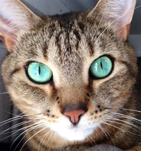 Sea-green eyes : r/aww