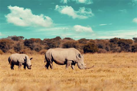 baby of white rhinoceros Botswana, Africa Photograph by Artush Foto | Fine Art America