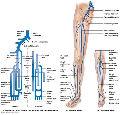 「lower leg veins」の画像検索結果 | Medical anatomy, Diagnostic medical sonography, Human anatomy and ...