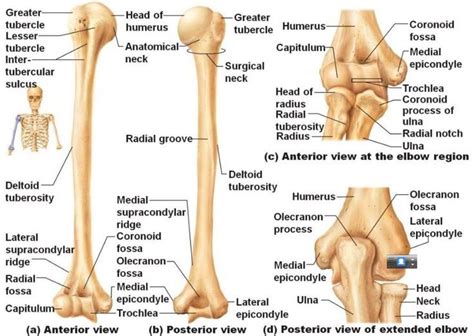 Humerus bone anatomy | Nursing: Skeletal System | Anatomy bones ...