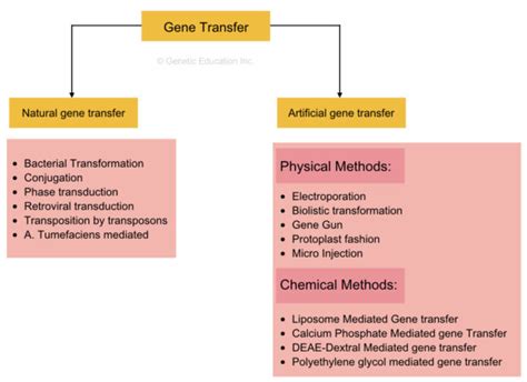 Gene Transfer Techniques- Horizontal, Vertical, Physical and Chemical