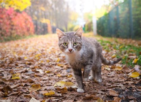 Blastomycosis in Cats | PetMD