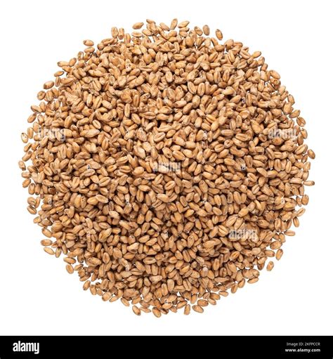 Wheat malt for brewing on a white background Stock Photo - Alamy