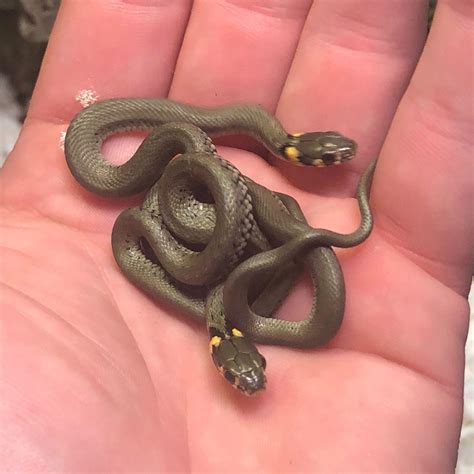 Baby Natrix Natrix (European Grass Snakes) : r/reptiles