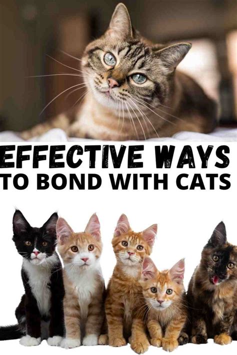 8 Effective ways to bond with your Cat