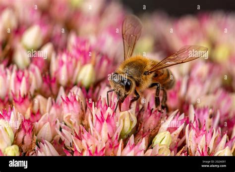 Closeup of Honeybee on Sedum flower. Concept of insect and wildlife conservation, habitat ...