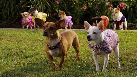 ‎Beverly Hills Chihuahua 2 (2011) directed by Alex Zamm • Reviews, film + cast • Letterboxd