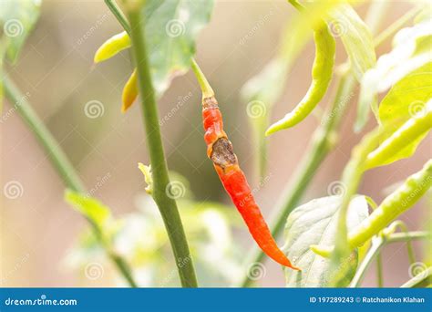 Anthracnose Diseases in Red Chilli on Plant Stock Image - Image of ...