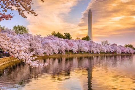 The Best Cherry Blossom Festivals And Destinations In The South